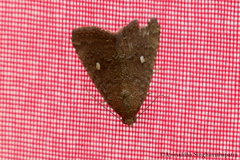 Amyna axis