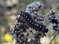 Tenthredo marginella