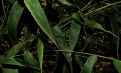 Merostachys