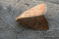 Amyna axis