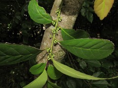 Mate-Strauch (Ilex paraguariensis): Herkunft und Verwendung — Foto 3
