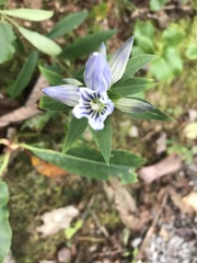 Gentiana villosa