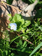 Veronica persica