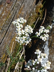 Achillea millefolium