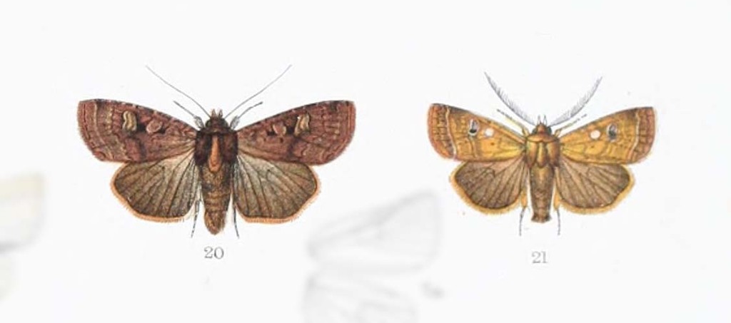 Diarsia frontalis