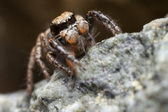 Habronattus oregonensis