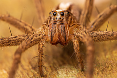 Neoctenus