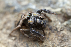 Habronattus oregonensis