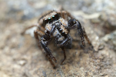 Habronattus oregonensis