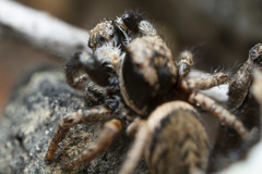 Habronattus oregonensis