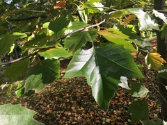 Platanus