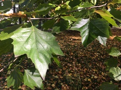 Platanus
