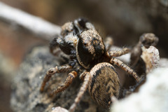 Habronattus oregonensis