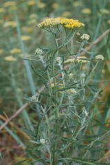 Achillea micrantha