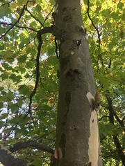 Platanus