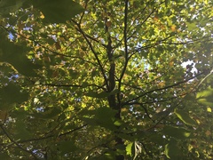 Platanus