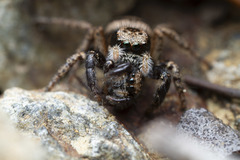 Habronattus oregonensis