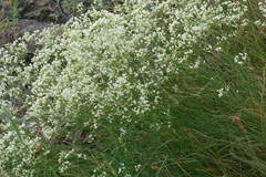 Eremogone longifolia