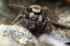 Habronattus oregonensis