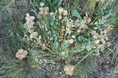 Astragalus physocarpus