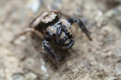 Habronattus oregonensis