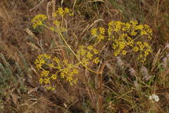 Ferula caspica