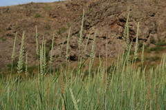 Leymus ramosus