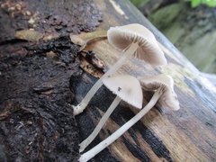 Mycena galericulata