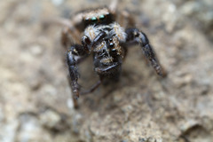 Habronattus oregonensis