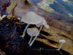 Mycena galericulata