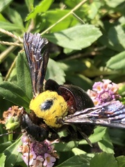 Xylocopa pubescens