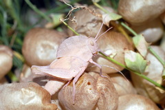 Pyrgodera armata