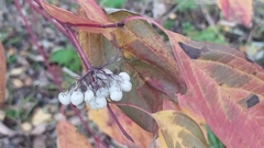 Cornus alba