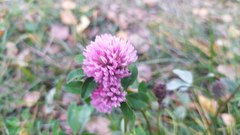 Trifolium pratense
