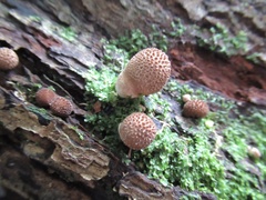 Apioperdon pyriforme