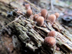 Apioperdon pyriforme