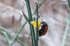 Hycleus duodecimpunctatus