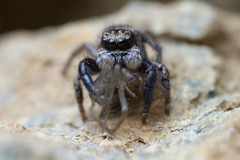 Habronattus oregonensis