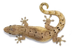 Mourning Gecko photo 3