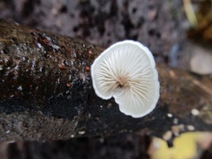 Crepidotus mollis