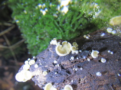 Crepidotus mollis