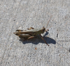 Melanoplus differentialis