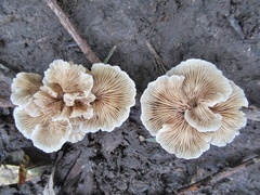 Crepidotus mollis
