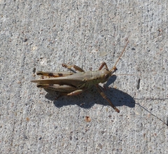 Melanoplus differentialis