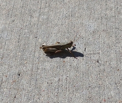 Melanoplus differentialis