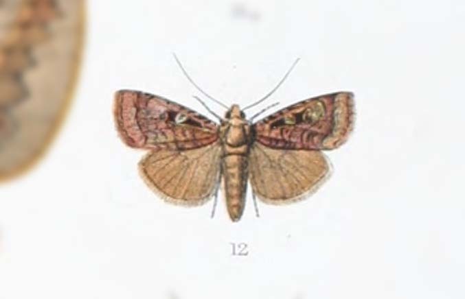 Diarsia ruptistriga