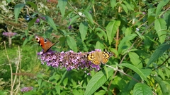 Aglais io