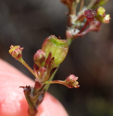 Centella virgata