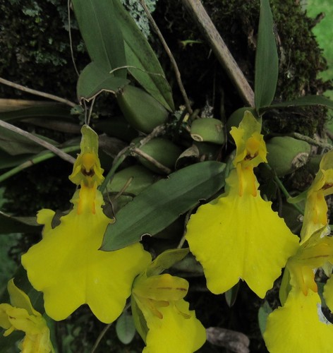 Gomesa ottonis