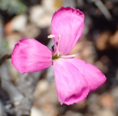 Dianthus basuticus